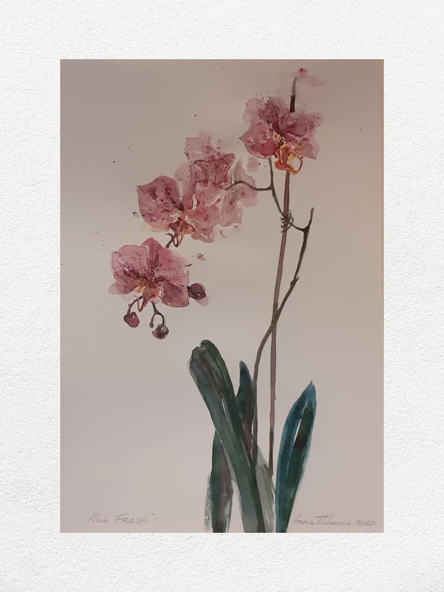 Розова свежест (орхидея)